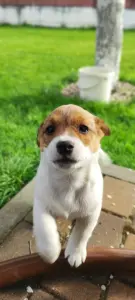 Щенки Джек Рассел