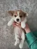 Корги