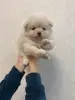 Померанский шпиц