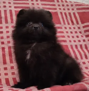 Шпиц мальчик. Цена в рублях.
