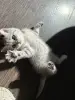 Шотландская кошечка