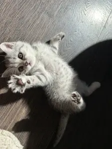 Шотландская кошечка