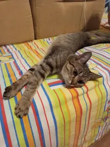 Кошечка в дар