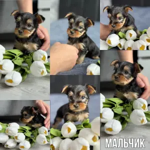 Йоркширский терьер