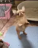Милейший чихуахуа ребенок