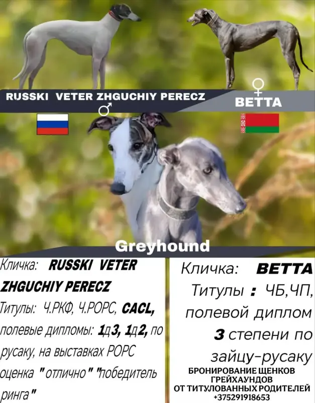 Бронь щенков грейхаунда (английская борзая)