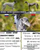 Бронь щенков грейхаунда (английская борзая)