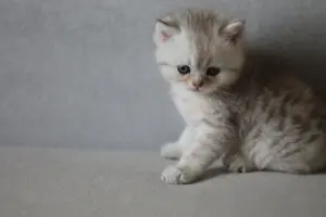 котята