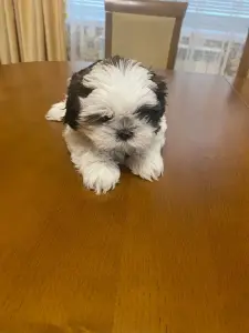 Щенки