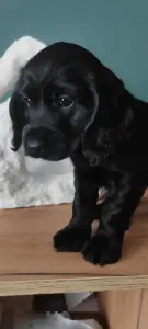 Щенки