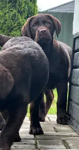 шикарные девочки лабрадора