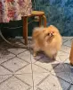 Шпиц шикарный мишка.