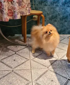 Шпиц шикарный мишка.