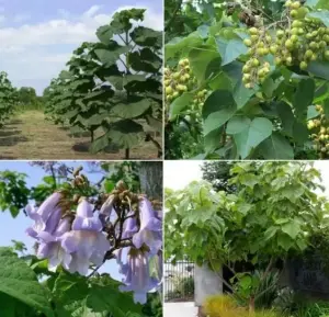 Павлония (саженцы)