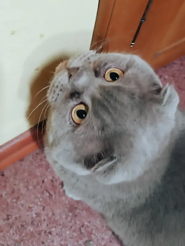 Василий - лиловый вислоухий кот