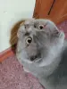 Василий - лиловый вислоухий кот