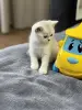 Шотландский прямоухий котенок