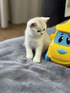 Шотландский прямоухий котенок