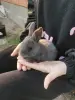 Кролики