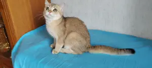 шотландский котик