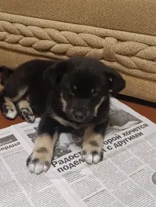Щенок