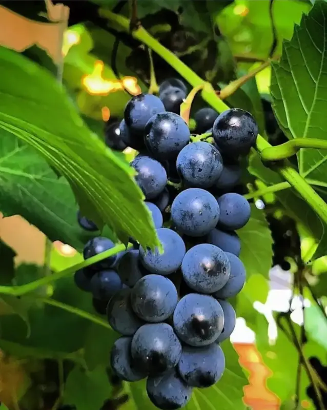Виноград Кишмиш. Рассада.