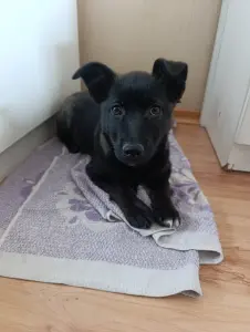Щенок