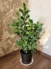 Фикус ''Мокламе''