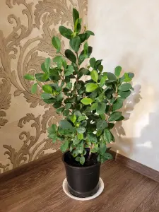 Фикус ''Мокламе''