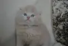 Шотландские Вислоухие и Прямоухие Котята