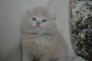 Шотландские Вислоухие и Прямоухие Котята