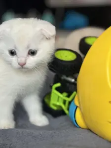 Шотландский вислоухий котенок