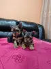 Йоркширский терьер девочка.
