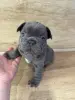 Щенки французского бульдога