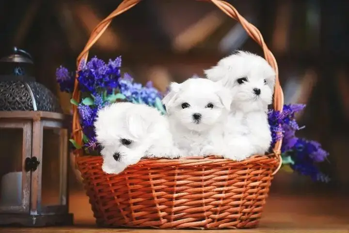 Щенки мальтийской болонки