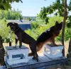 Коррекция негативного поведения собаки