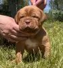 Щенки бордоского дога