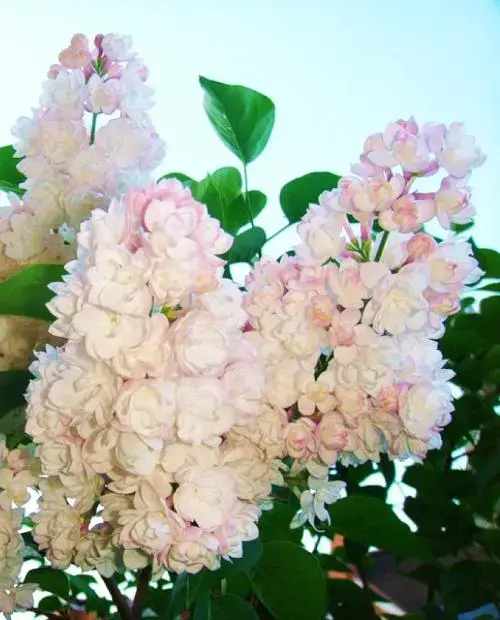Сирень саженцы