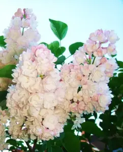 Сирень саженцы
