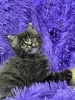 Мейн-Кун чистокровные котята