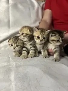 Шотландские котята