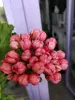 Герань тюльпановидная, - кустик высотой 20 см