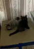Котята Майн-Кун