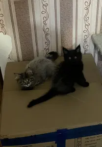 Котята Майн-Кун