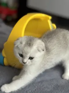 Шотландский котенок