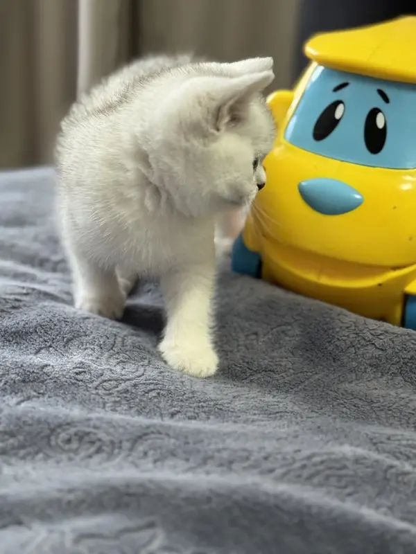 Шотландский прямоухий котенок