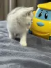 Шотландский прямоухий котенок