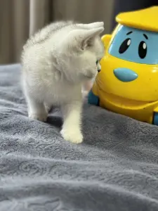 Шотландский прямоухий котенок