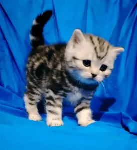 Шотландские котята.