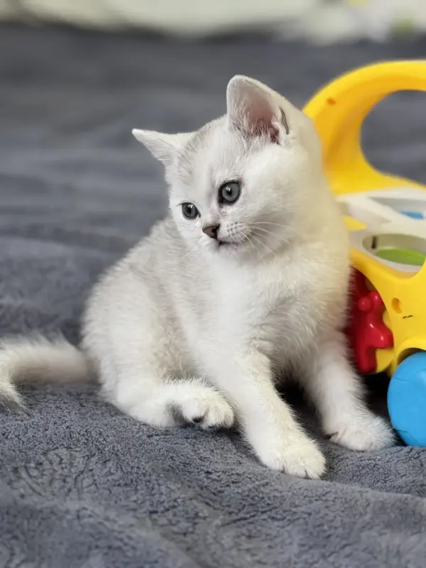 Шотландский прямоухий котенок